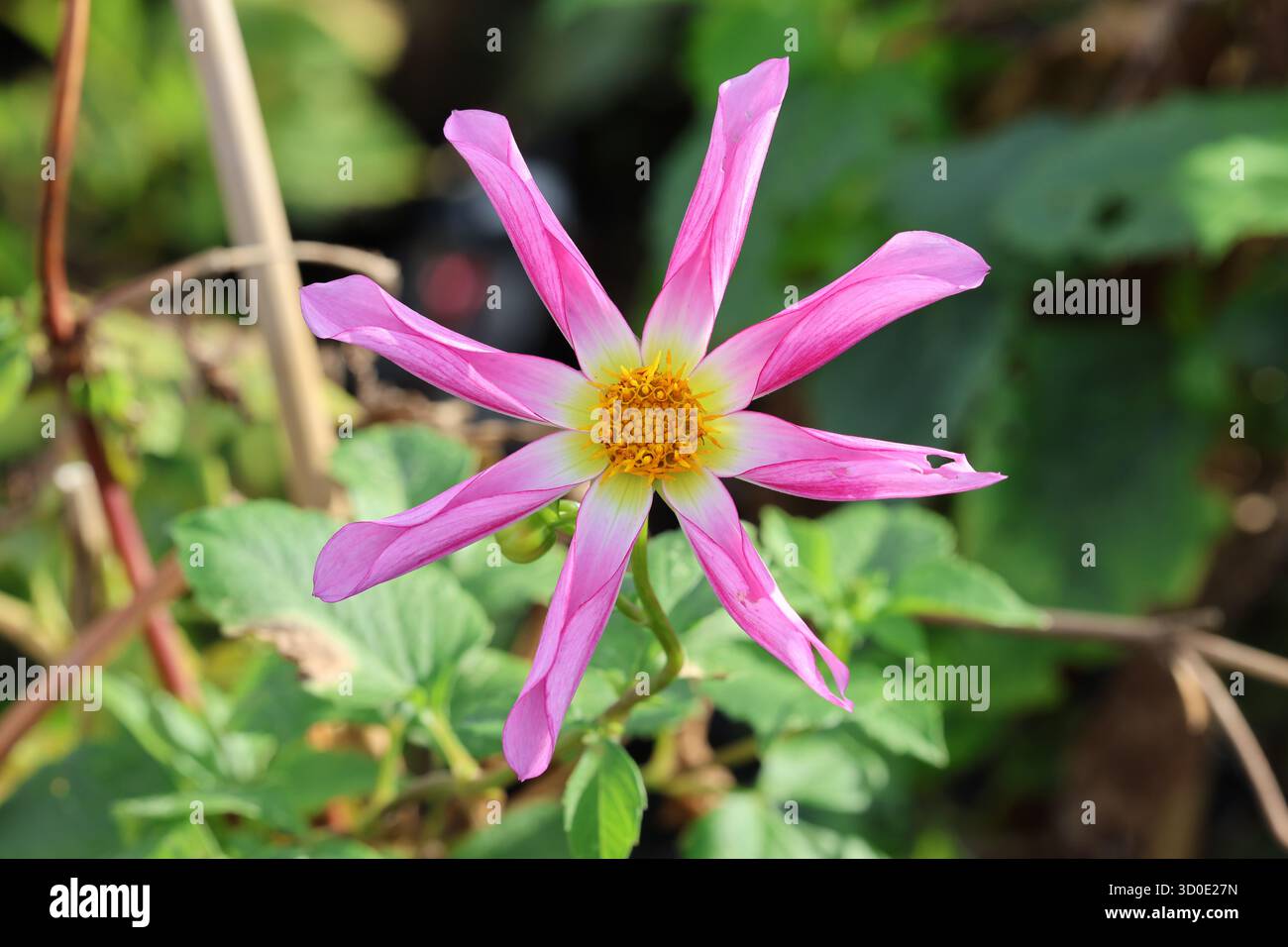 Fiore singolo a forma di stella dahlia con petali bianchi e rosa. Dahlia "Honka Rose" (sino) Foto Stock