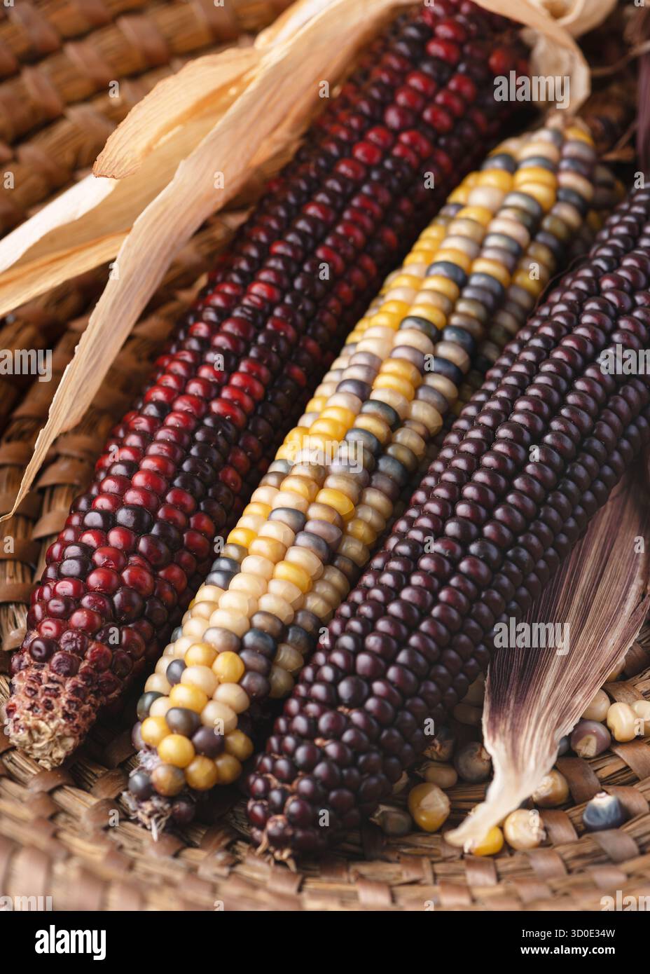 Pannocchie di mais indiano decorative con vivaci chicchi di colore rosso, giallo e viola scuro, perfette per i concetti dell'autunno e del Ringraziamento. Foto Stock