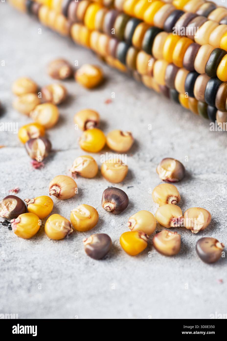 Colorato mais indiano (mais indiano, Zea mays var. indurata) semi davanti alla pannocchia di mais con toni gialli brillanti e atmosfera naturale di raccolta. Foto Stock