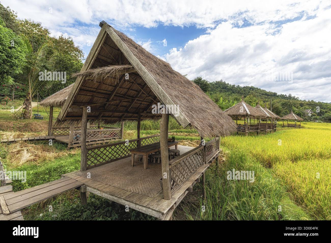 Baracche e sentieri in legno che si affacciano sulla Rice Farm e sui campi durante il raccolto a Luang Prabang, Laos Foto Stock