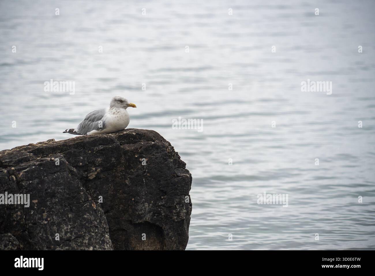 Un gabbiano si trova di profilo su un affioramento roccioso scuro sopra acque calme nel Bruce Peninsula National Park, Ontario, con il becco inclinato verso il basso. Foto Stock