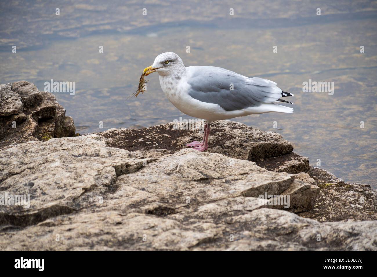 Un gabbiano si trova su una roccia calcarea con un piccolo pesce nel becco al Bruce Peninsula National Park, Ontario, con le ali ripiegate contro il corpo. Foto Stock