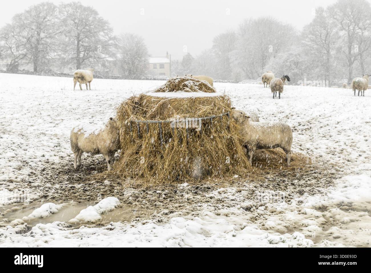 Alimentazione delle pecore nella neve nello Yorkshire UK Foto Stock