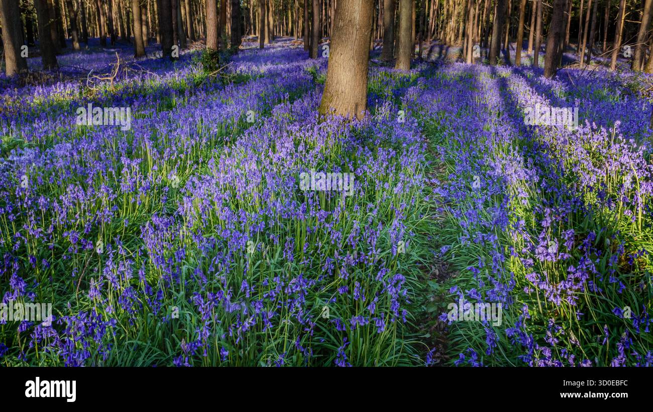 Tappeto di campanelli (Hyacinthoides non-scripta) in una splendida foresta alla luce del sole del mattino presto. Stratford-upon-Avon, West Midlands, Regno Unito. Foto Stock