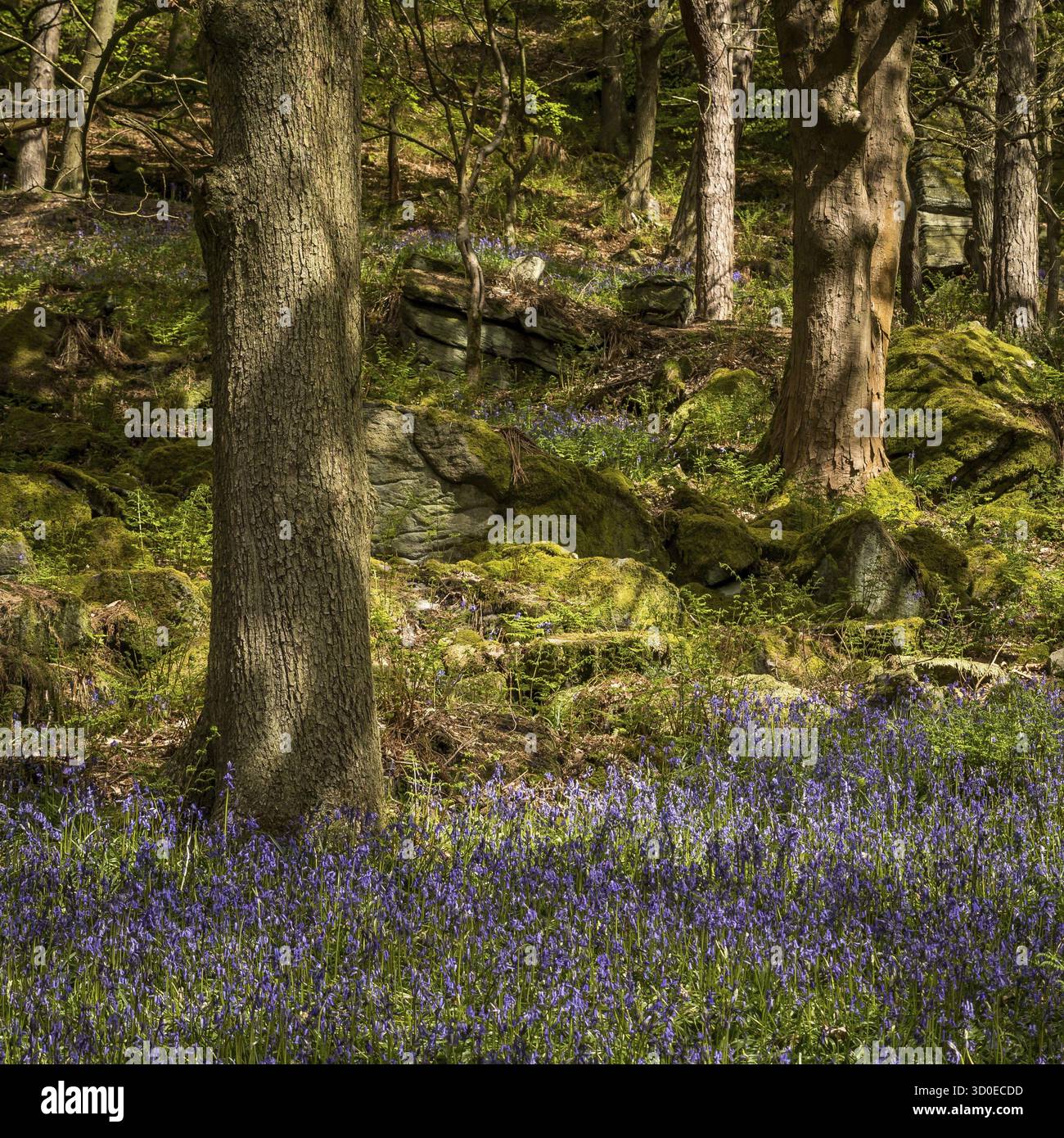 Bluebells (Hyacinthoides non-scripta) Hardcastle Crags è una valle boscosa del Pennine nel West Yorkshire, Inghilterra, Regno Unito Foto Stock