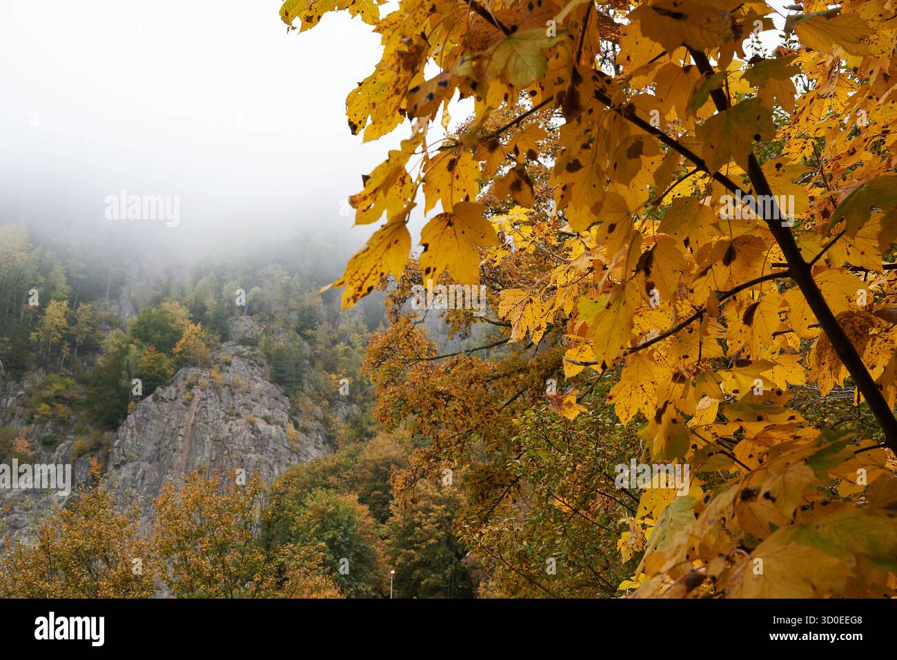 Wandergebiet am Lac des Gaillands a Chamionix-Mont-Blanc im Herbst. Der in der Talsohle gelegene Lac des Gaillands, nur wenige chilometro von Chamonix Foto Stock