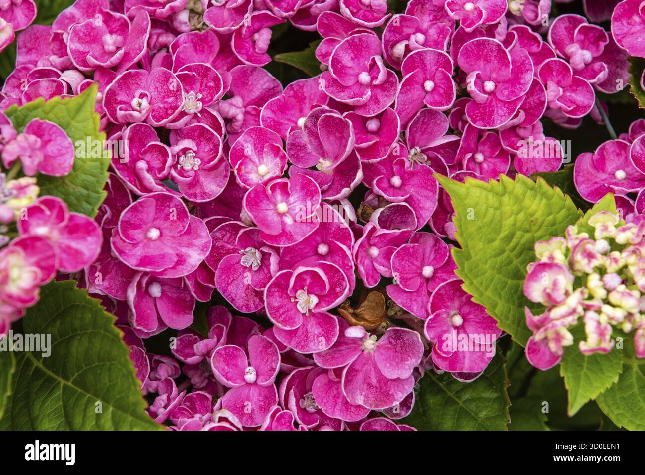 Ortensia curly wurly rosa nel pieno fiore close_up Foto Stock