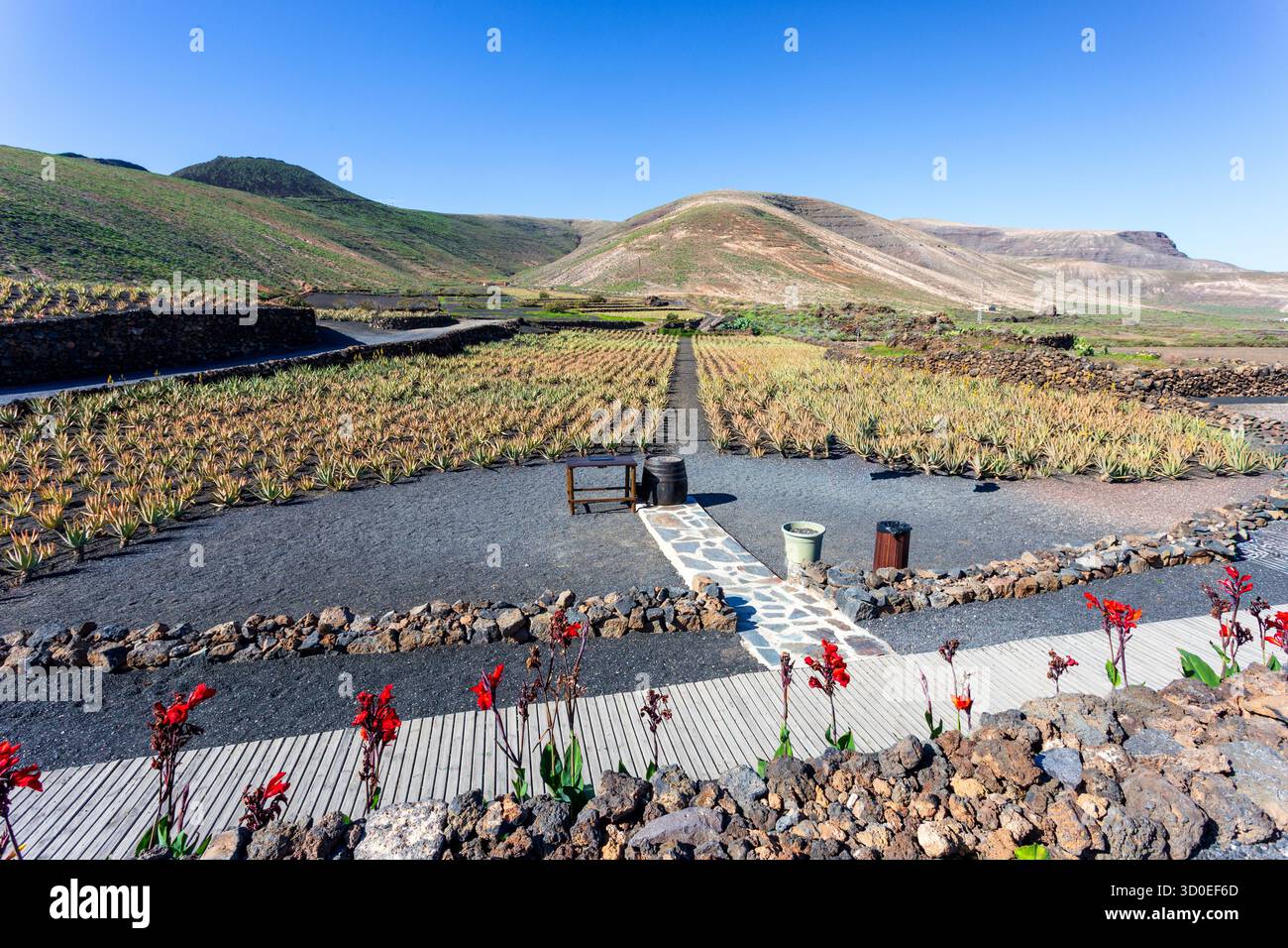 Vista dei vigneti vulcanici che contrastano con i fiori rossi sotto un cielo azzurro limpido creano una scena suggestiva, Lanzarote, Canarias, Spagna. Foto Stock