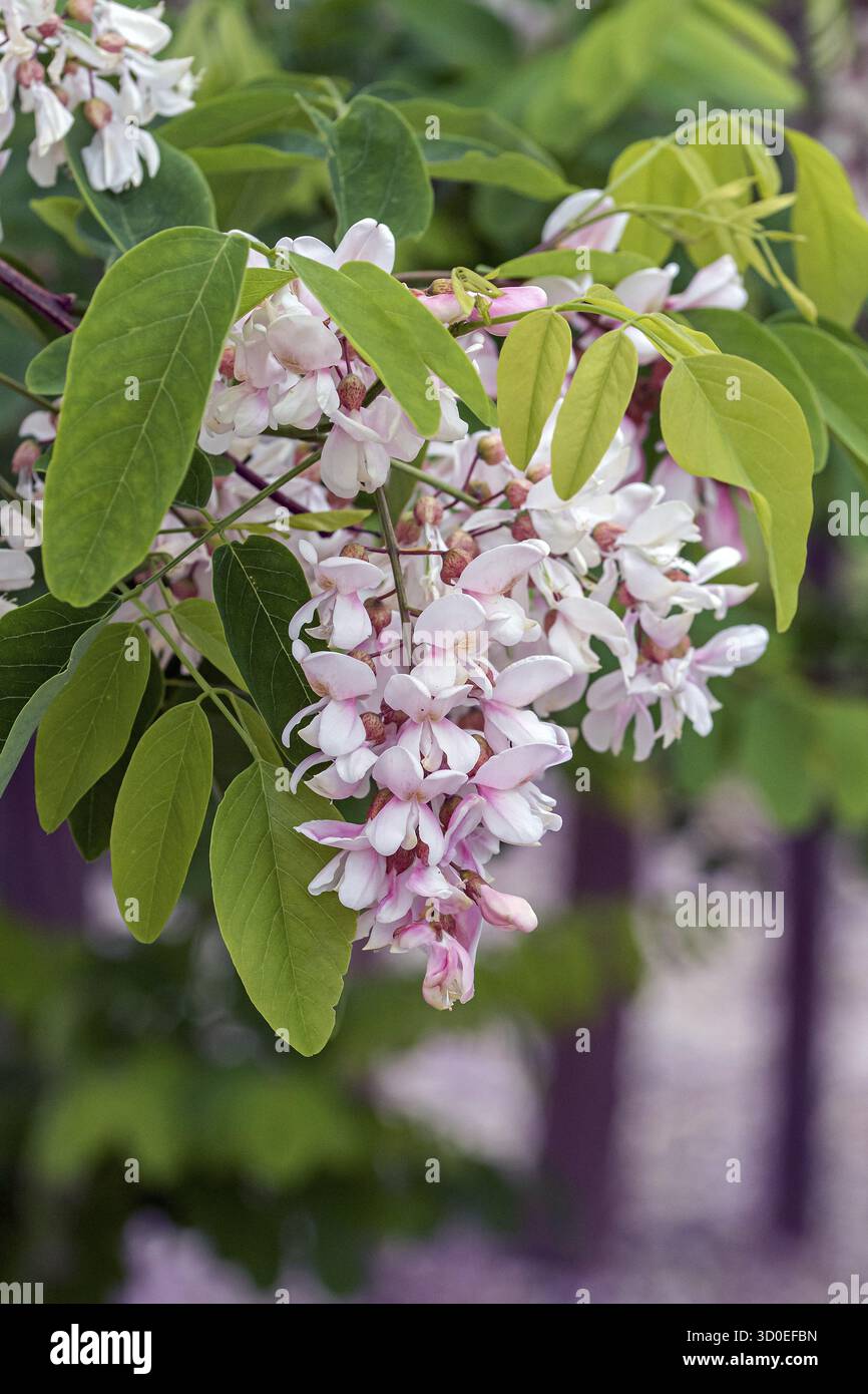 Robinia (Robinia pseudoacacia 'Unifoliola'), Giardino Botanico di Cambridge Foto Stock