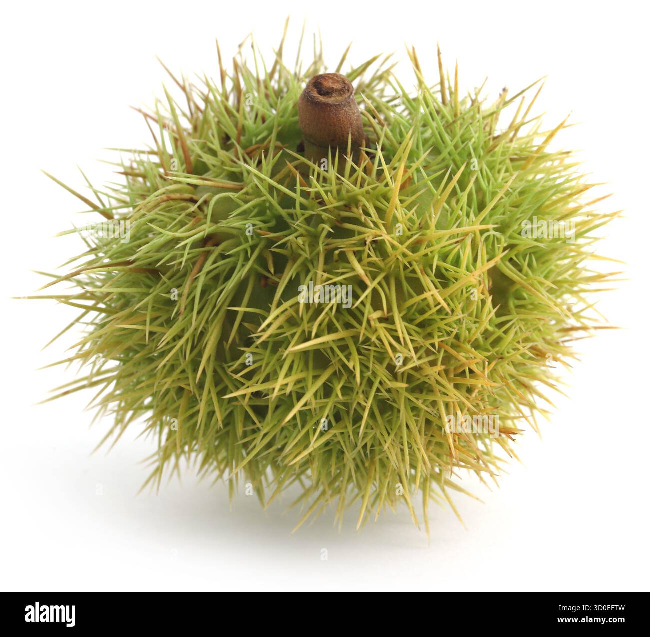 Primo piano fresco di castagne organiche su sfondo bianco Foto Stock