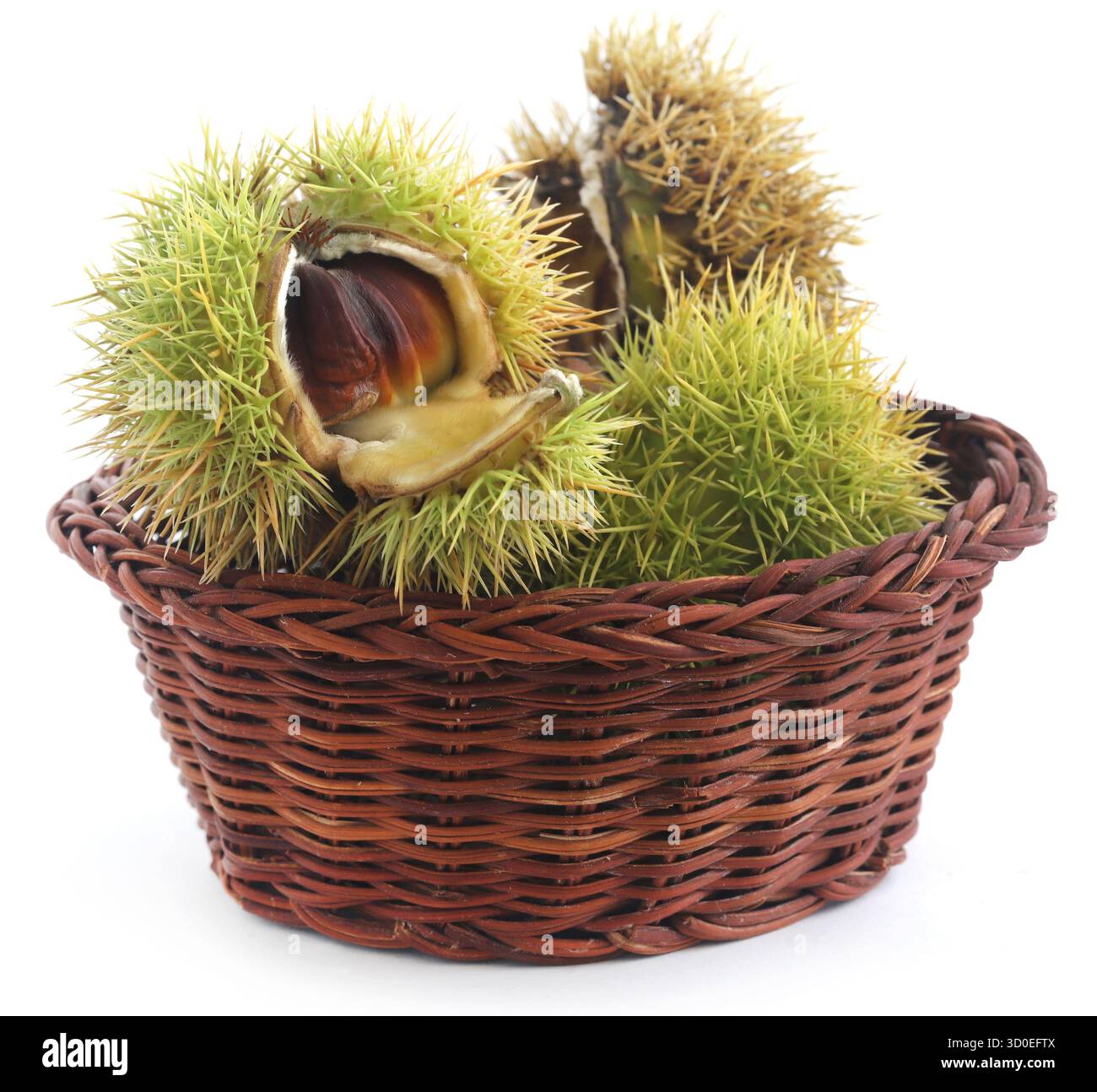 Primo piano fresco di castagne organiche su sfondo bianco Foto Stock