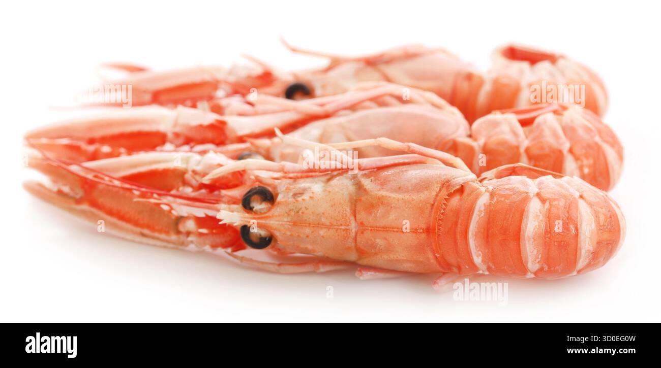 Aragosta rossa intera isolata su sfondo bianco Foto Stock