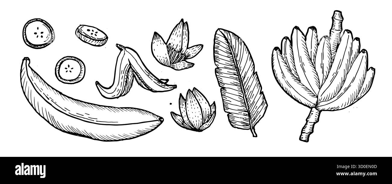 Illustrazioni a banana disegnate a mano. Ramo di banana con fiori, foglie e fette, frutta intera. Set di frutti vintage vettoriali per disegni a inchiostro. Illustrazione Vettoriale