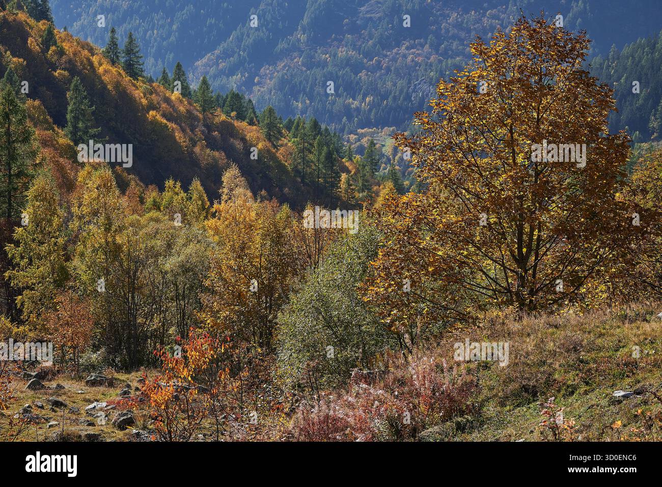 Landschaft bei Chamonix-Mont-Blanc Foto Stock