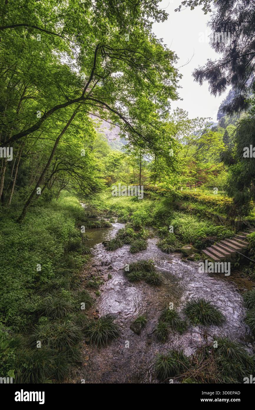 Vista panoramica di Yuanjie Forest creek. Foresta lussureggiante e torrente sul fondo delle alte rocce Foto Stock