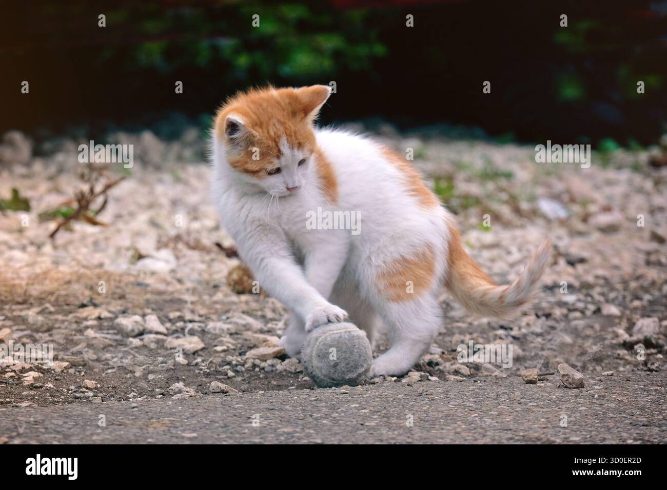 Il gattino piccolo gioca abilmente con una palla sul campo da gioco. Foto Stock