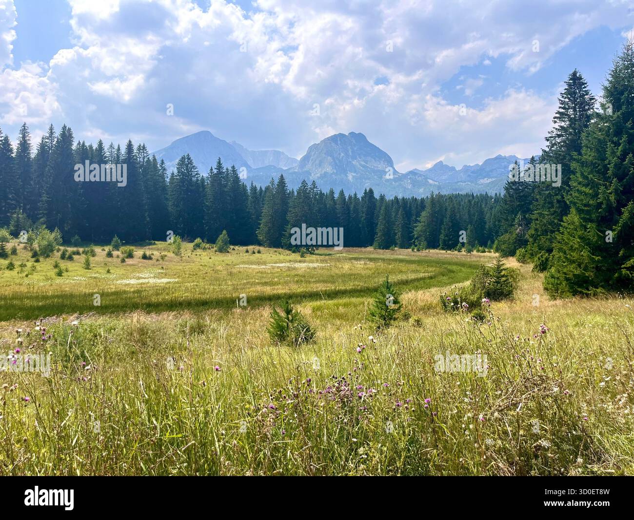 Un prato panoramico di montagna circondato da fitti pini sotto un cielo blu parzialmente nuvoloso. Il paesaggio cattura la bellezza pacifica della natura. - Immagine stock catturata con smartphone
