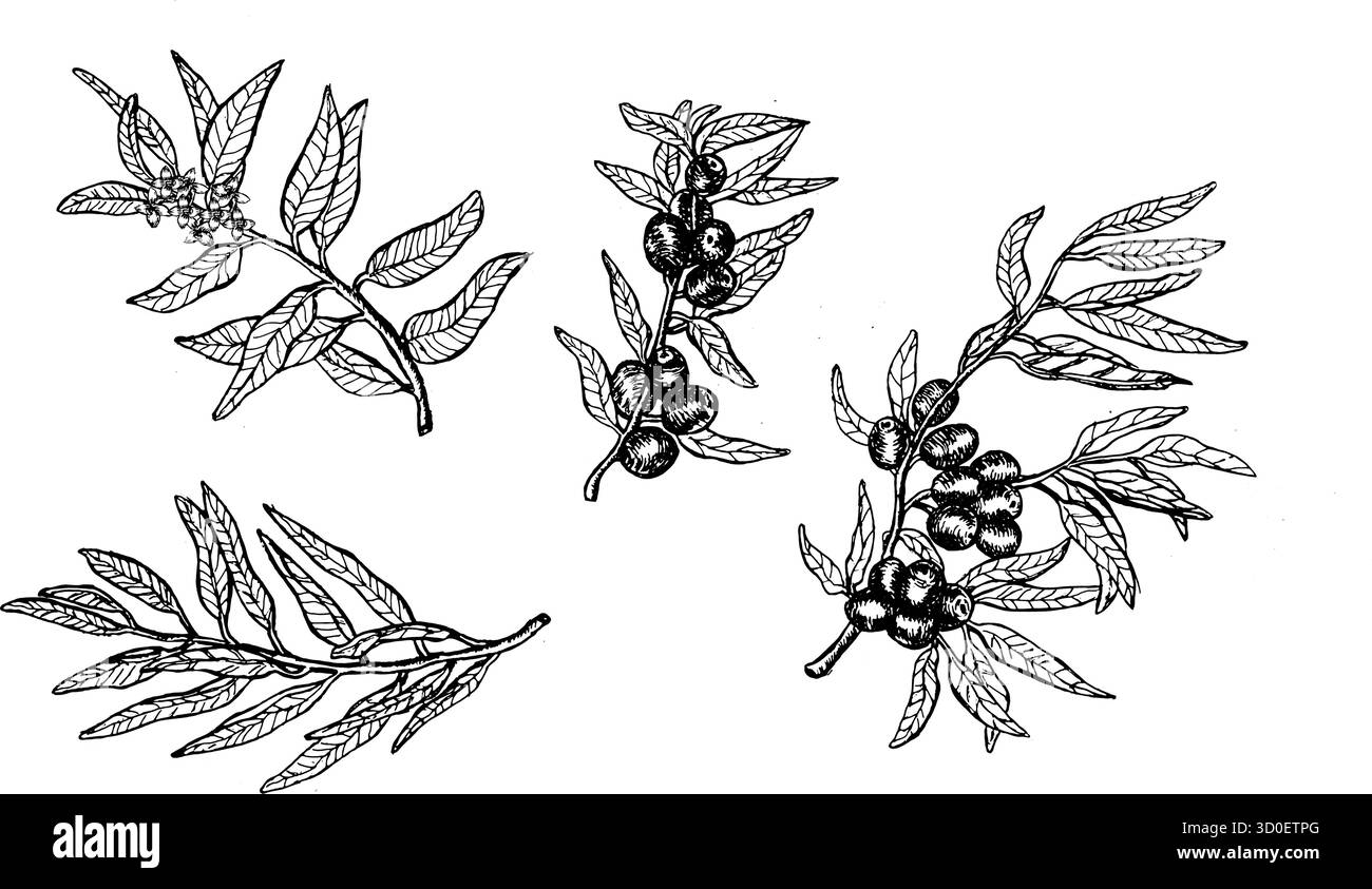 Schizzo disegnato a mano in stile incisione vintage, foglie di oliva, fiori e ramoscelli di olivo, disegno a inchiostro retrò di frutta e foglie fresche biologiche, isolato Illustrazione Vettoriale