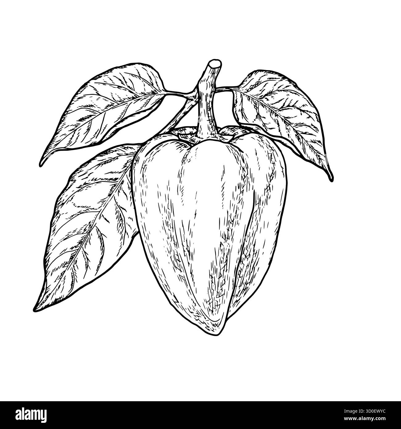Peperone e ramoscello con foglie, disegno semplice, schizzo in bianco e nero. Illustrazione vettoriale. Verdure fresche di fattoria, isolate su sfondo bianco Illustrazione Vettoriale