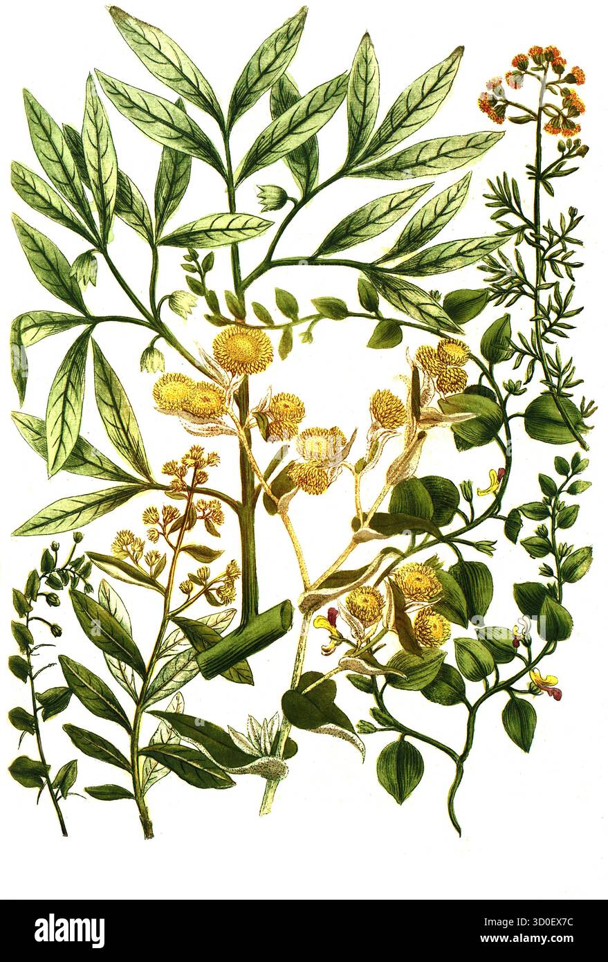 a. Elatine folio subrotundo, B. Elatine folio anguloso, c. Elemifera es qua gumini, elemi, d. Elychrysum africanum, e. Calomeria, Elychrysum africanum multiflorum, f. Elychrysum africanum foeditissinum, Historisch, digital restaurierte Reproduktion von einer Vorlage aus dem 19. Jahrhundert Foto Stock