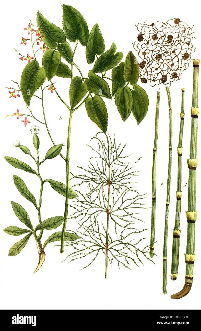 a. Epidendron africanum, B. Epimedium herba, Elfenblumenkraut, c. Epithymum, d. Equisetum palustre, Sumpf-Schachtelhalm, e. Equisetum palustre minus, F. Equisetum sylvaticum, Wald-Schachtelhalm, Historisch, digital restaurierte Reproduktion von einer Vorlage aus dem 19. Jahrhundert Foto Stock