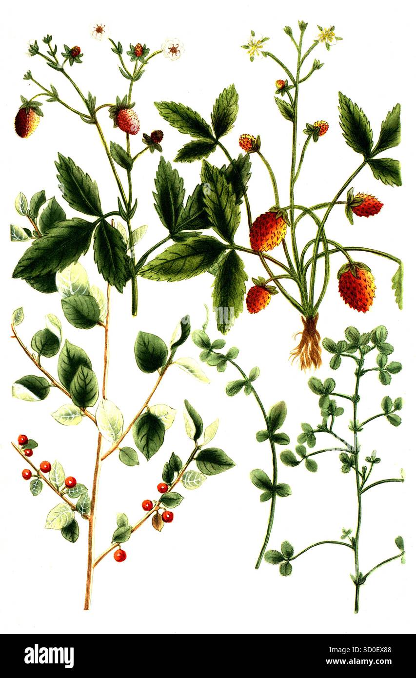 a. Foenum graecum, Trigonella foenum-graecum, Bockshornklee, B. Foernum graecum sylvestre, wilder Bockshornklee, c. Fragaria vulgaris, wilde Erdbeere, d. Fragaria hortensis, Gartenerdbeere, e. Frangula avernus, Faulbaum, Historisch, digital restaurierte Reproduktion von einer Vorlage aus dem 19. Jahrhundert Foto Stock