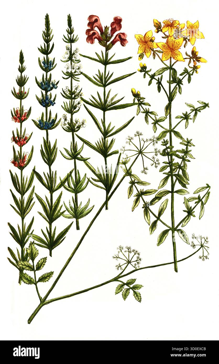 a. Johanniskraut, Hypericum vulgare, B. Hypposelinum macera, Macedonische Petersilie, c. Ysop, Hyssopus austriacus, d. Ysop, Hyssopus flore albo, e. Ysop, Hyssopus flore caeruleo, f. Ysop, Hyssopus flore rubro, Historisch, digital restaurierte Reproduktion von einer Vorlage aus dem 19. Jahrhundert Foto Stock