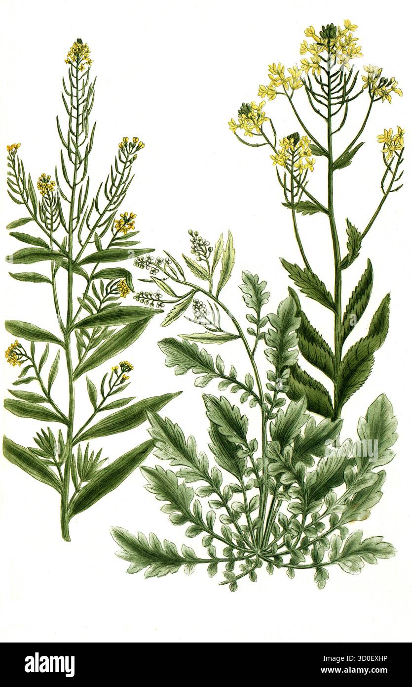 Varie specie di razzo, a. Eruca sativa, B. Eruca sylvestris latifolia, c. Eruca sylvestris angustifolia, storica, restaurata digitalmente reproducti Foto Stock