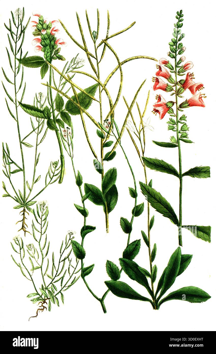 a. Draba alba magnoflore, Turkish Cress, B. Draba alba siliquosa, c. Draba siliquosa Major, d. Draba latifolia, e. Draba siliquosa arvensis, F. Dragon Foto Stock