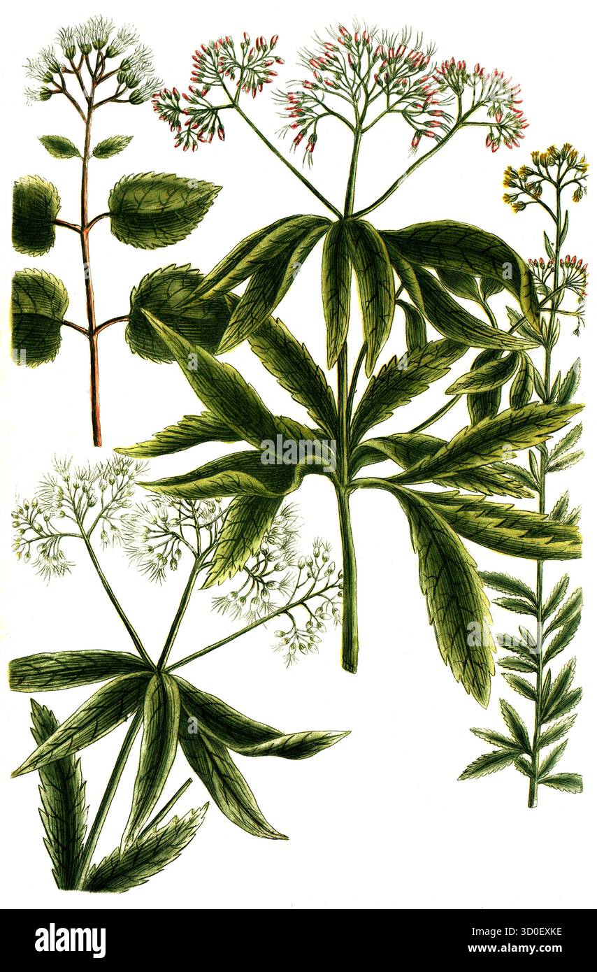 a. Eupatorium cannabinum, Water agrimony, B. Eupatorium herba, c. Eupatorium ageratum, d. Eudpatorium canadense, ricostruzione storica, restaurata digitalmente Foto Stock