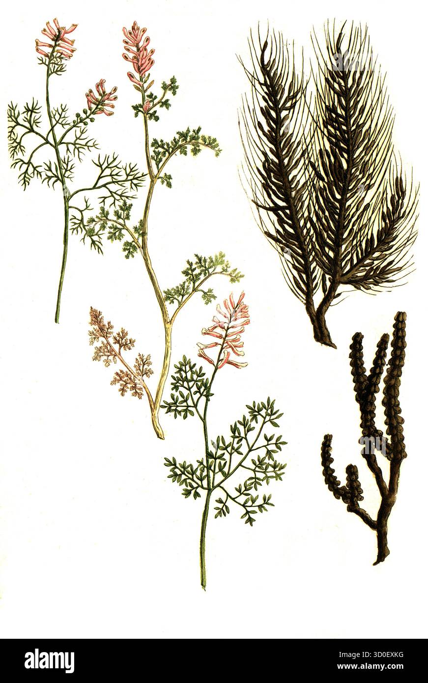Fucus ericae, Fucus quercus, Common fumitory, Fumaria vulgaris, Fumaria terifolia, riproduzione storica restaurata digitalmente da un ori del XIX secolo Foto Stock