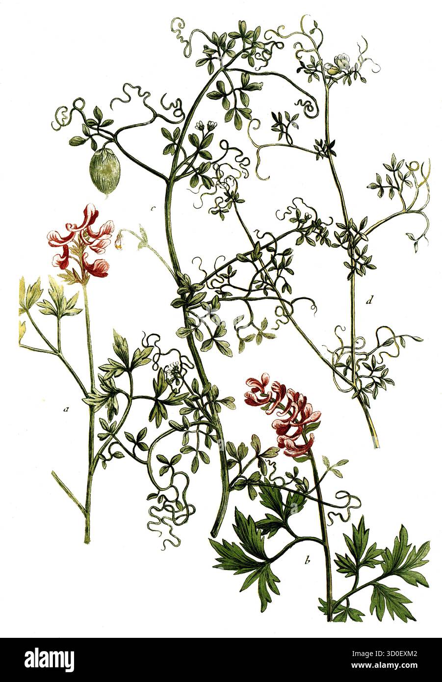 Fumitory, a. Fumaria bulbosa, B. Fulmaria bulbosa radice cava, c. Fumaria africana, d. Fumaria siliquosa americana, storico rappresentante restaurato digitalmente Foto Stock