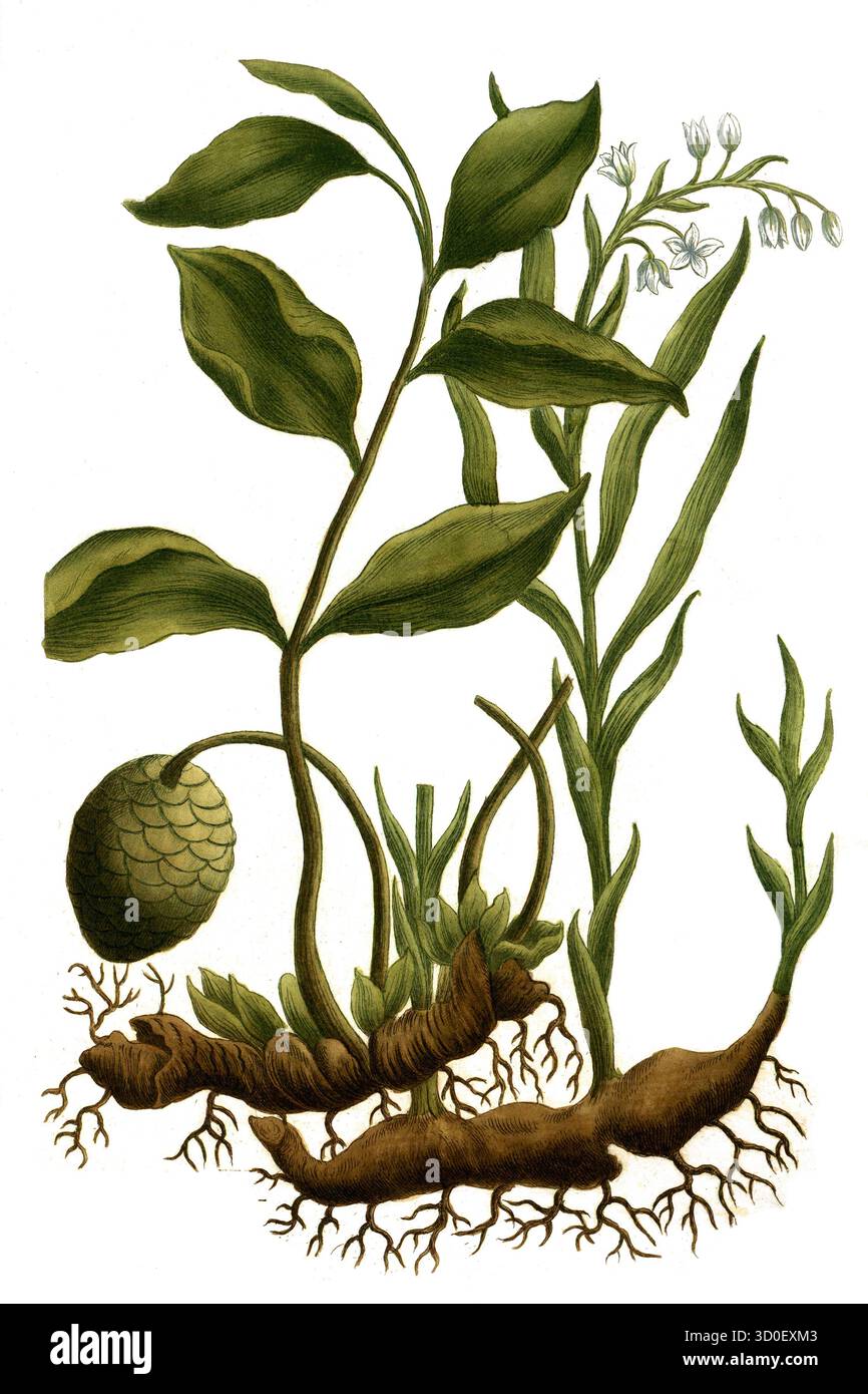 Galanga lampoejang, zenzero tailandese, Alpinia galanga, syn Maranta galanga, Galanga officinalis specie e sullo sfondo gladiolus odoratus, selvaggio contento Foto Stock