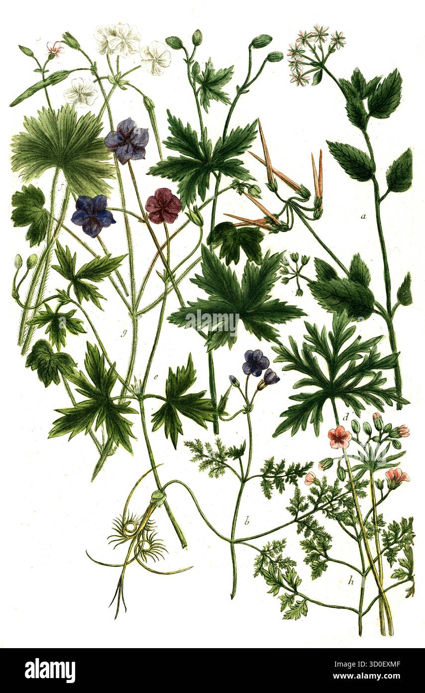 Diversi tipi di geranio, a. Geranium althaea, B. Geranium apulum odorum, c. Geranium batrachoides, d. Geranium tuberosu majus, e. Geranium batrach Foto Stock