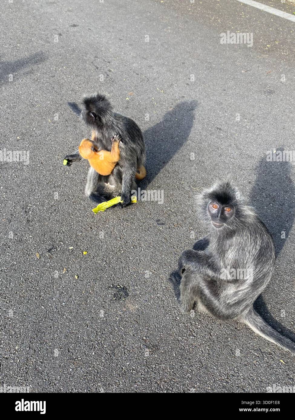 Due scimmie di foglie argentate (Trachypithecus cristatus) si trovano su una strada asfaltata. Foto Stock