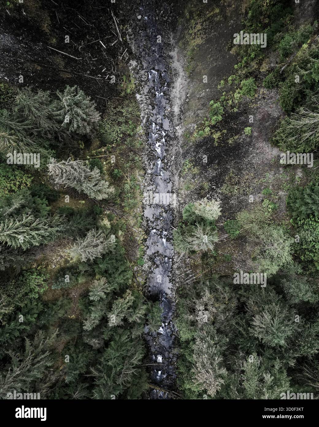 Un torrente scuro che si getta attraverso una fitta foresta, l'acqua che riflette il cielo sopra, Whistler, British Columbia, Canada. Foto Stock
