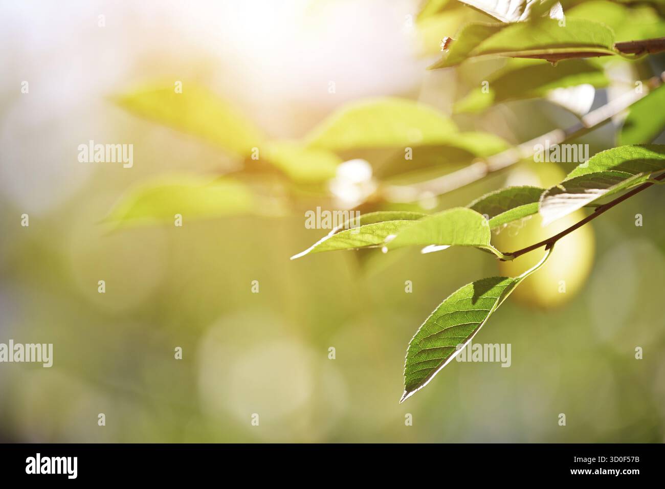 Foglia verde sotto la luce del sole. La foto in orizzontale Foto Stock