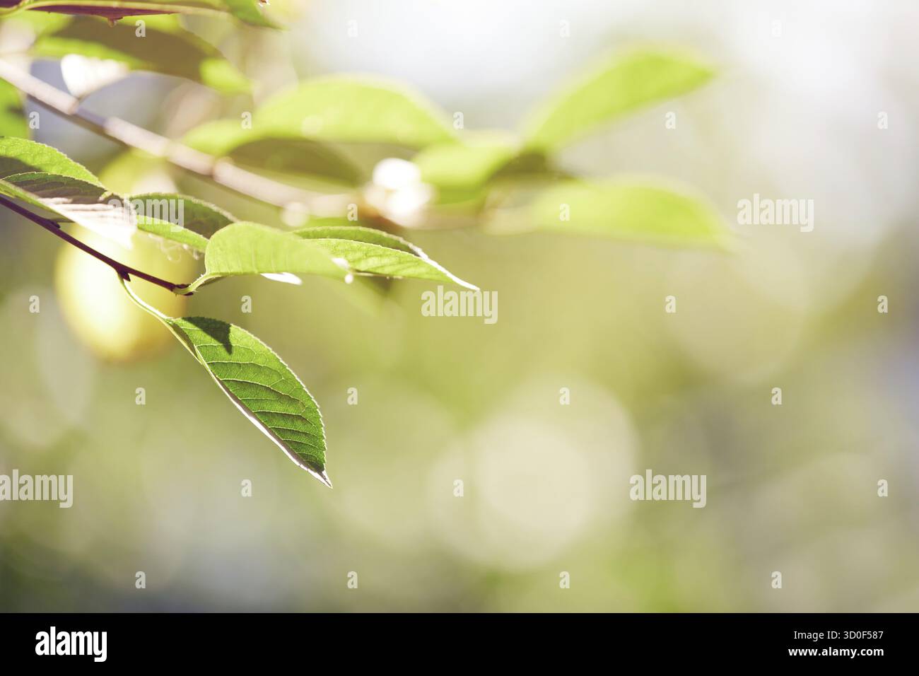 Foglia verde sotto la luce del sole. La foto in orizzontale Foto Stock