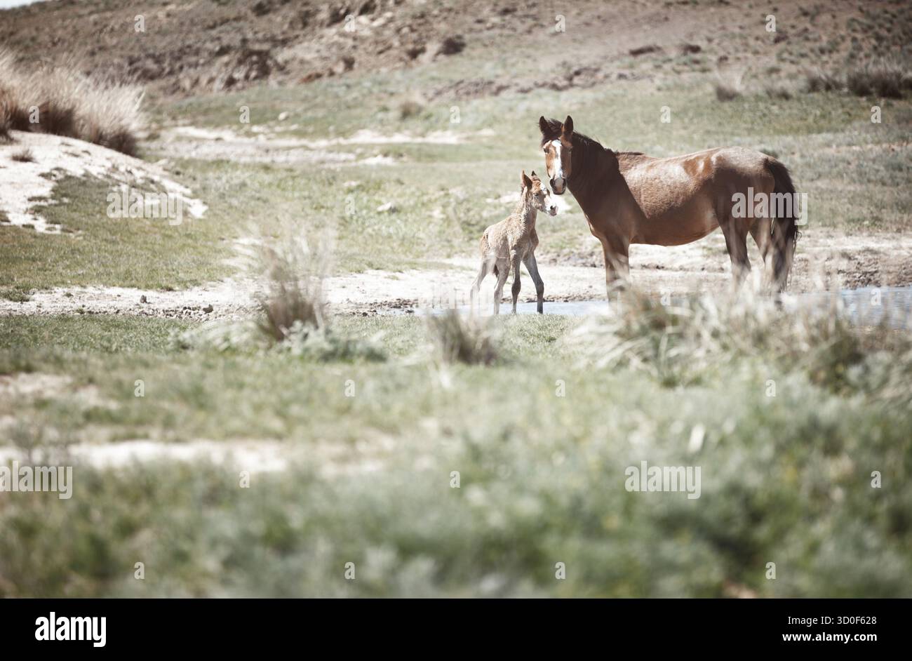 Cavallo con colt in piedi in estate pascoli Foto Stock