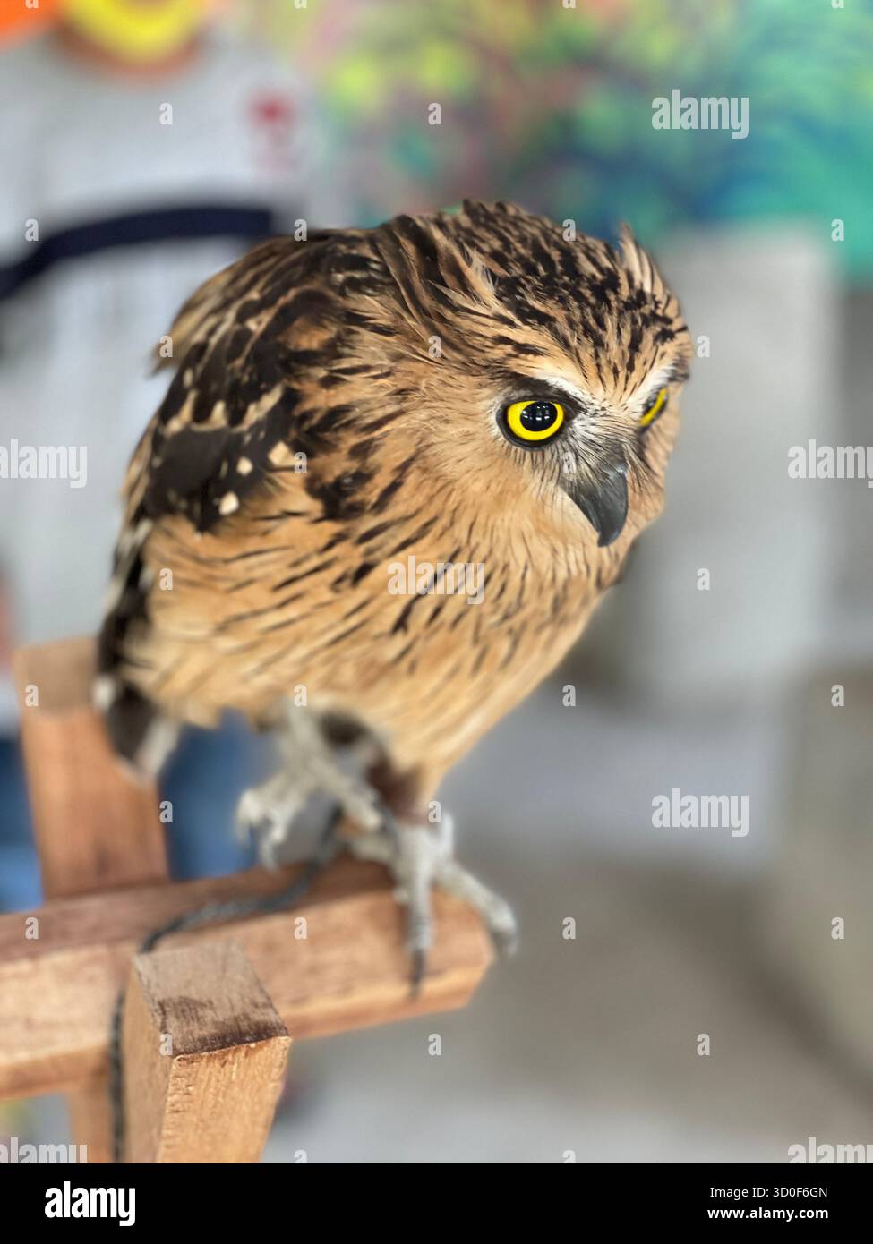 gufo di piume nero marrone affilato occhi gialli rotondi pelliccia spessa - Immagine stock catturata con smartphone