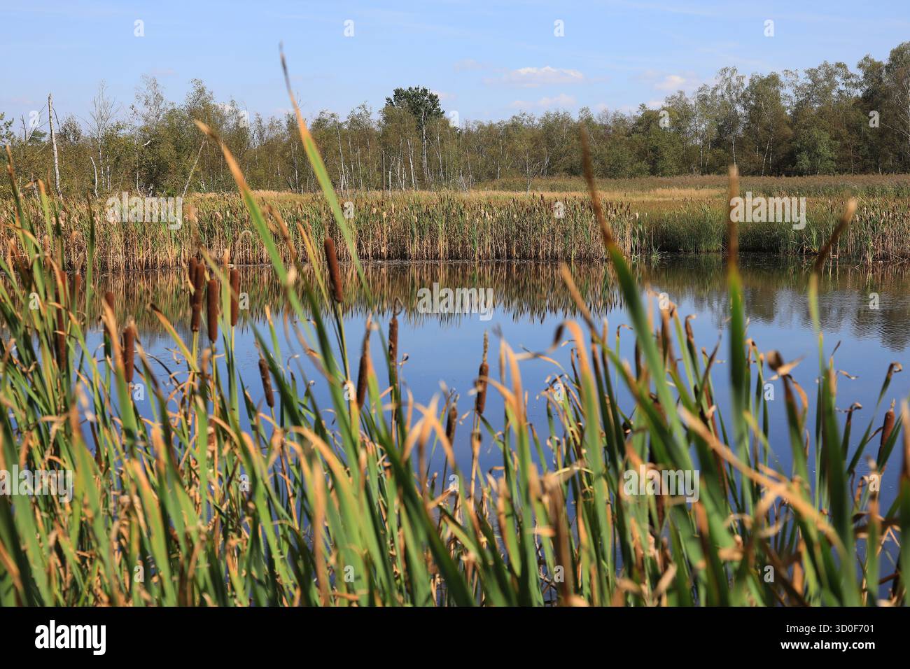 Paesaggio nel Soos, Moor, riserva naturale nazionale nel bacino Oh'e vicino a Franzensbad, regione di Karlovy Vary, Boemia, Repubblica Ceca Foto Stock