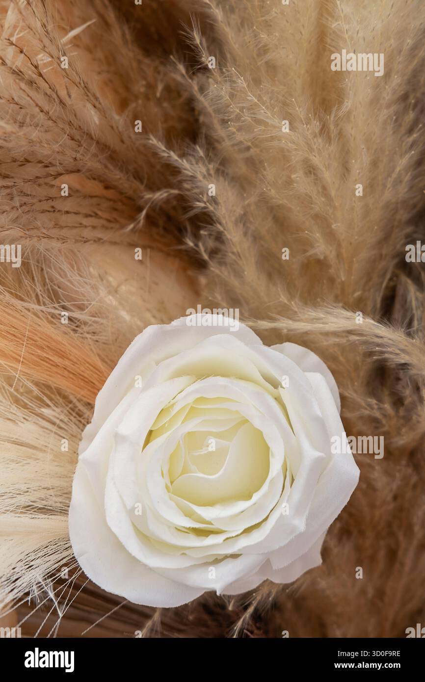 Rosa artificiale bianca circondata da pampas beige e dorate, disposizione armoniosa ed elegante in toni neutri spesso utilizzati nei matrimoni moderni Foto Stock