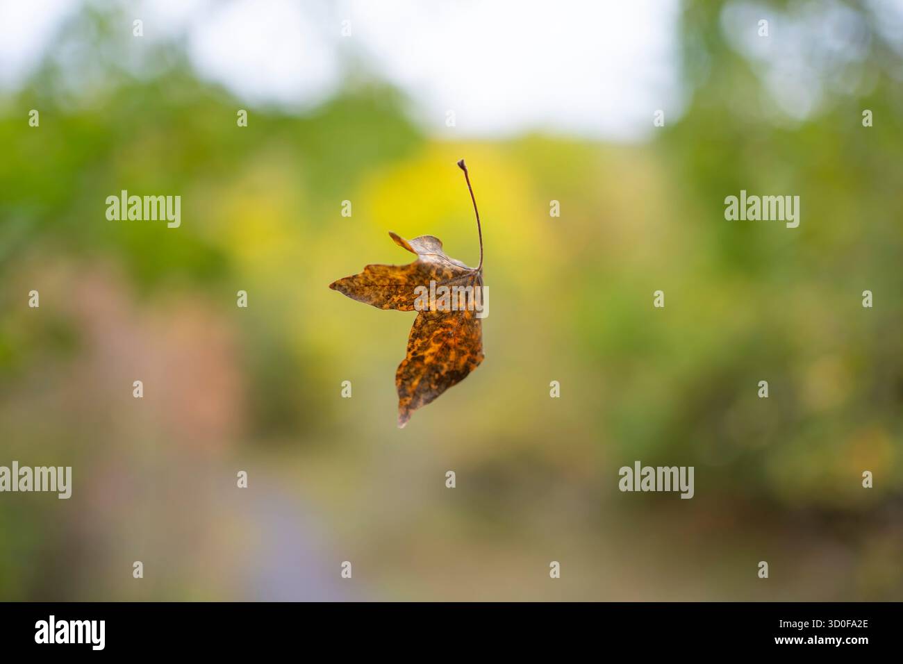 Foglie autunnali isolate che cadono nel vento, fluttuano nella brezza in uno spazio boschivo aperto all'aperto, Regno Unito. Foto Stock