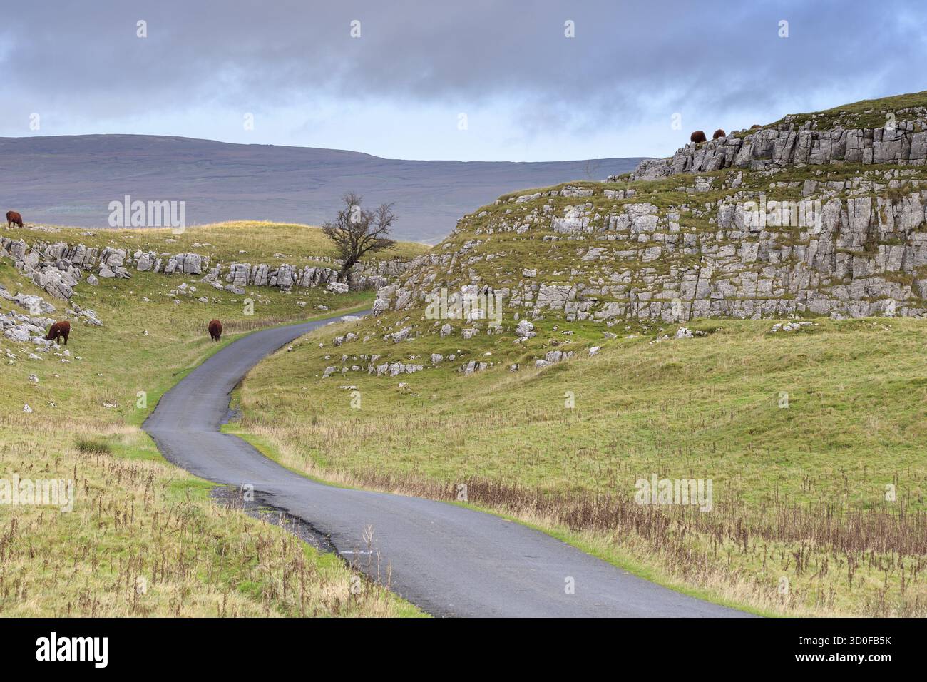 Mucche nello Yorkshire Dales National Park, Inghilterra, Regno Unito Foto Stock