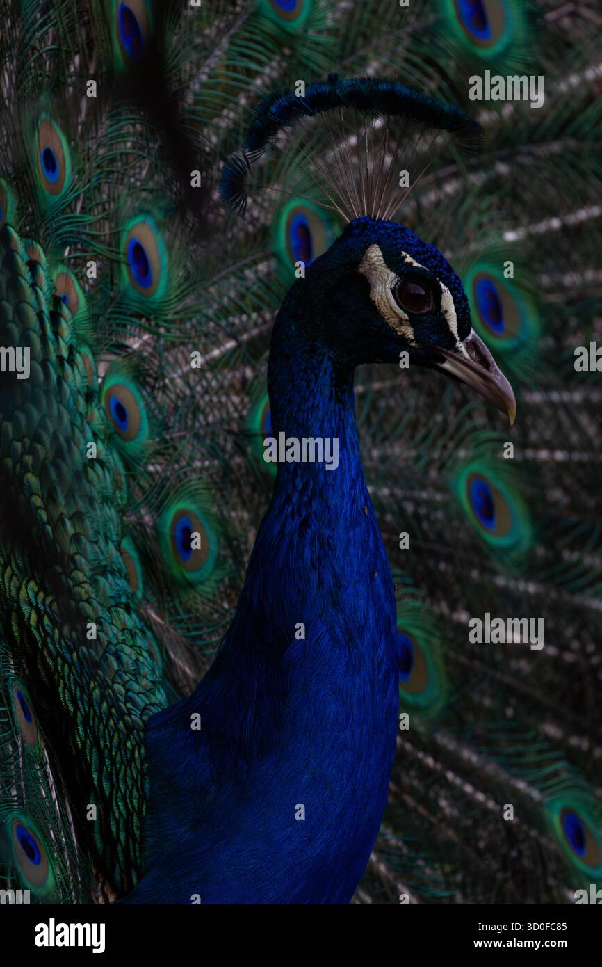 Ritratto ravvicinato di un pavone con piume blu vibranti e display a coda aperta Foto Stock