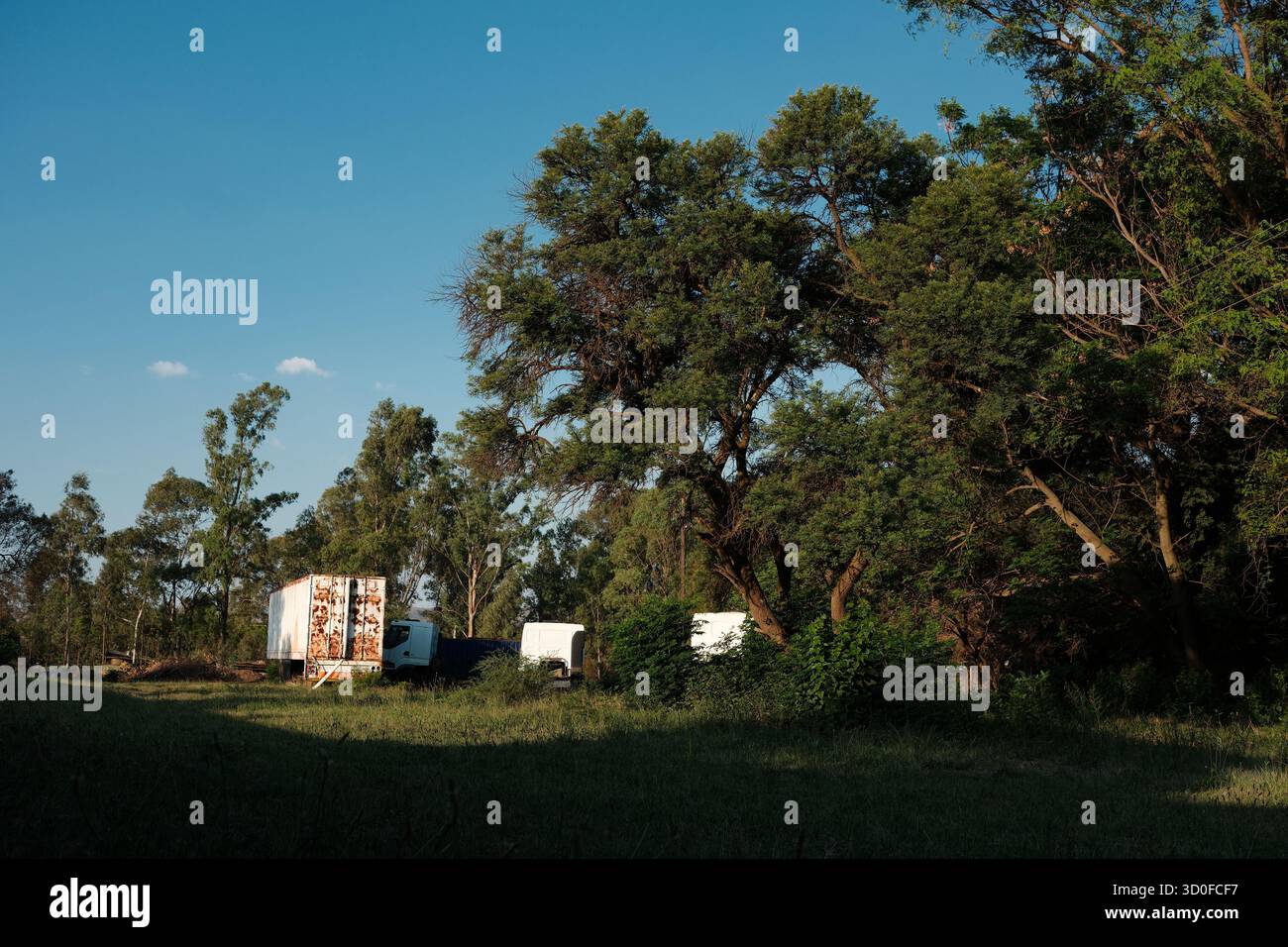 Vecchi camion parcheggiati tra alti alberi nel paesaggio rurale sotto il cielo blu Foto Stock