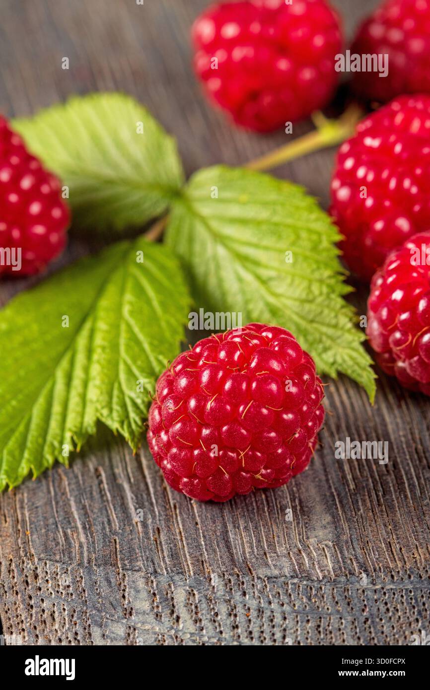 Questa splendida foto macro cattura il colore e la consistenza vibranti dei lamponi maturi annidati tra foglie verdi lussureggianti in un ambiente fresco e fresco. Foto Stock