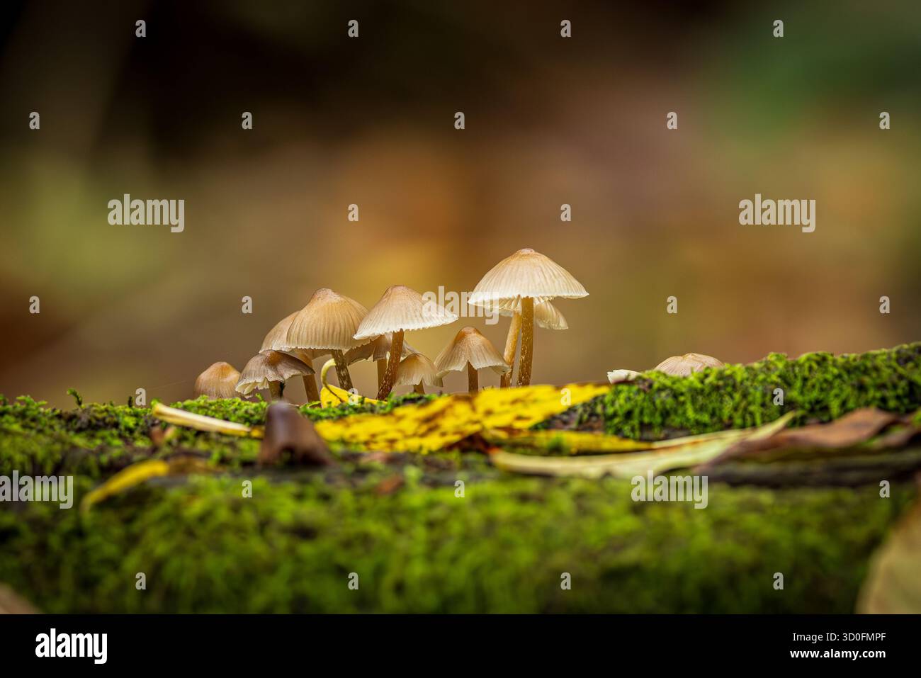 Un primo piano di funghi che crescono nel bosco, in una giornata autunnale nel Sussex Foto Stock