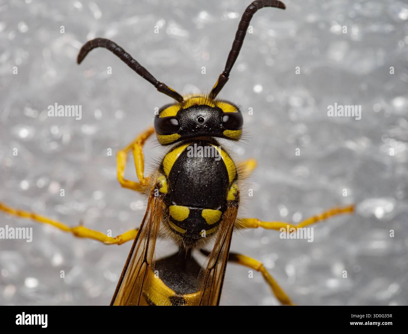 Foto macro di un primo piano della vespa. Occhi composti, antenne, mandibole e il caratteristico motivo nero e giallo del corpo sono chiaramente visibili, empha Foto Stock
