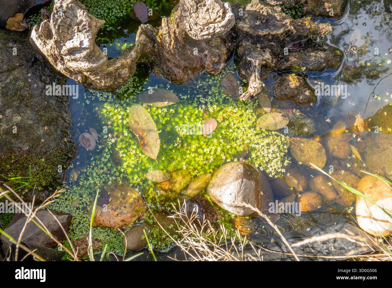 Lo stagno è stato soffocato con erba coperta e erba d'anatra Foto Stock